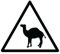 Camel on the Road